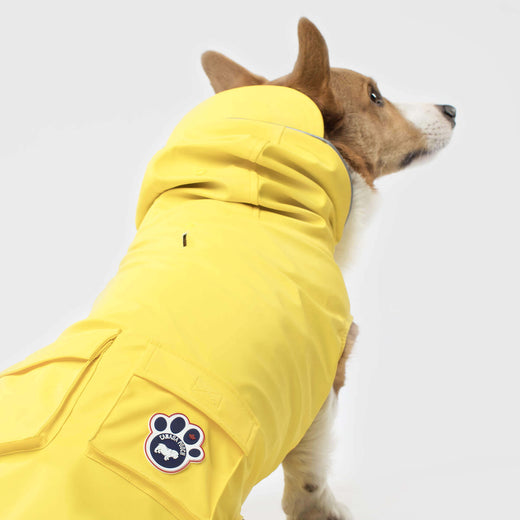 dog rain boots and raincoat
