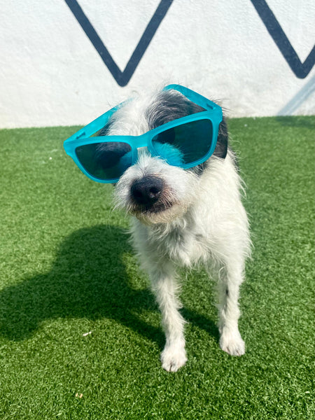 are sunglasses good for dogs