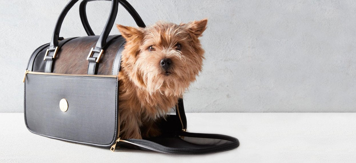 Pet Dog Carriers For Small Dogs and 