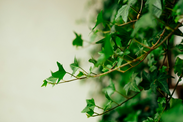 benefits of the English Ivy