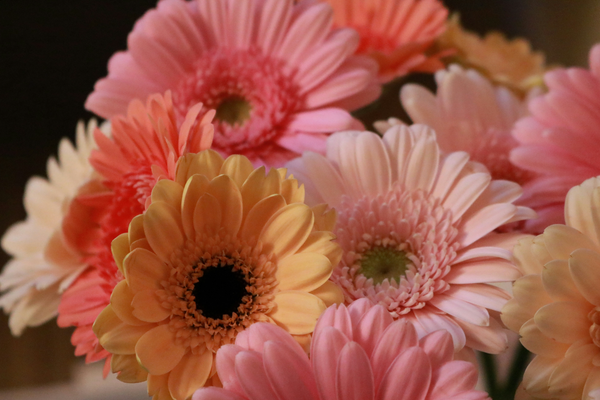 Benefits of the gerbera daisy