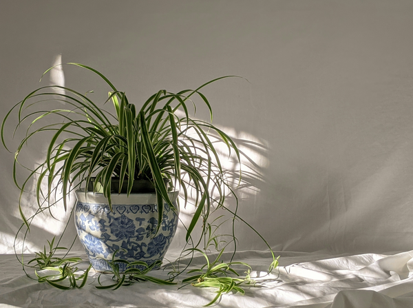 Benefits of the Spider plant