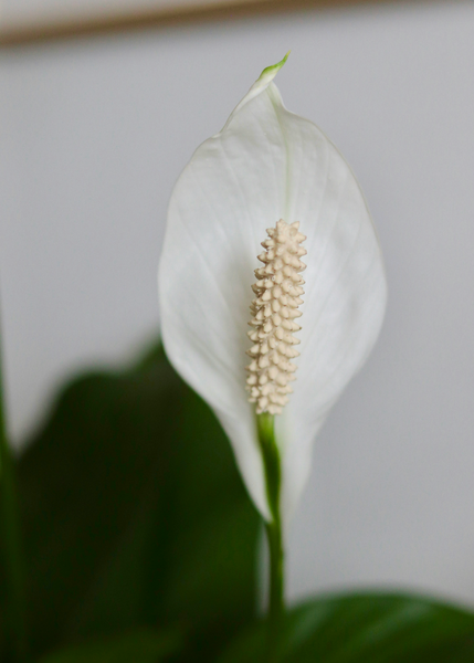 Benefits of the peace lily