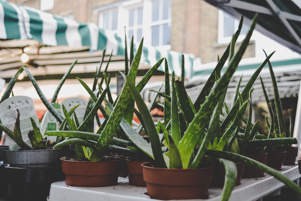 Benefits of the Aloe Vera