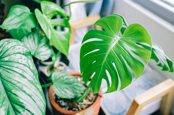 Benefits of the philodendron