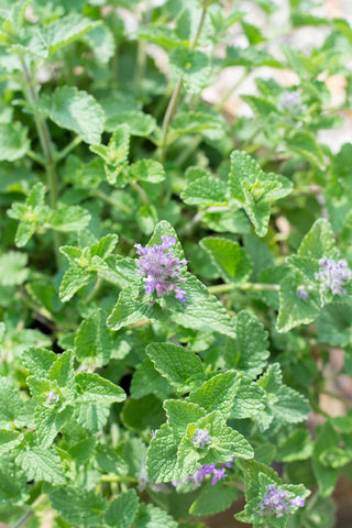 Cat Mint - The Culinary Herb Company