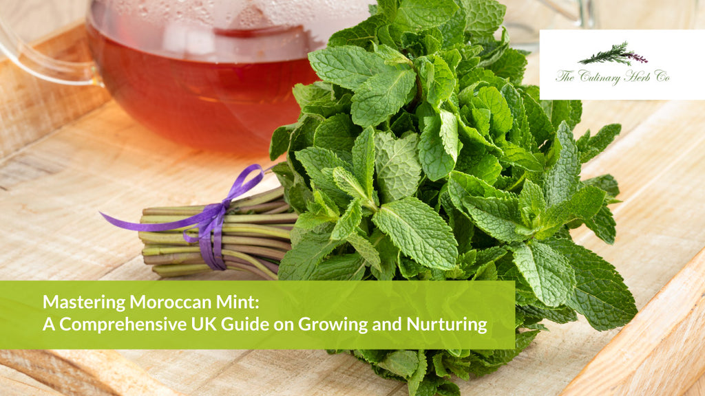 Mastering Moroccan Mint: A Comprehensive UK Guide on Growing and Nurturing.