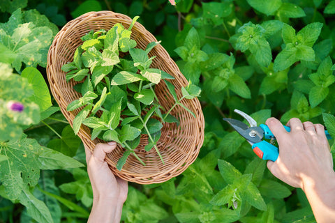 Harvesting and Using Moroccan Mint