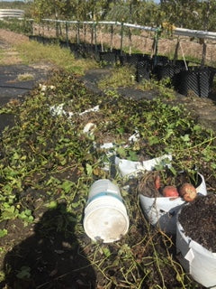 Sweet potatoes grown in 15-gallon RootTrappers