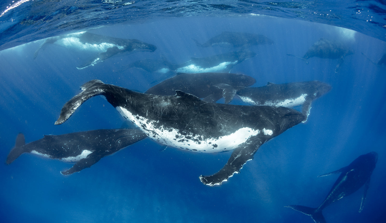 tonga whale tour