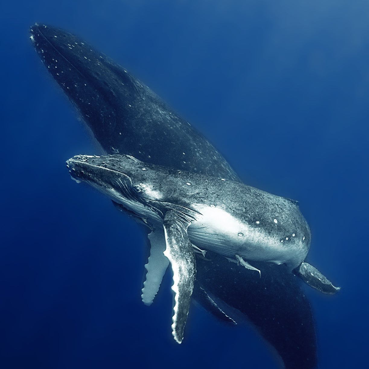 2018 Tonga Photography / Swim with Humpback Whales Tours - Whale Swim Pros