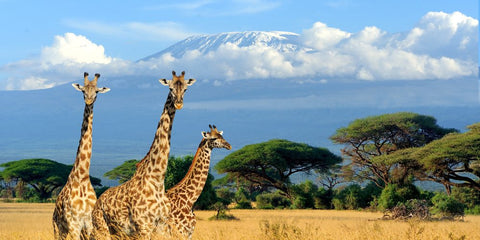 Honeymoon in the Serengeti