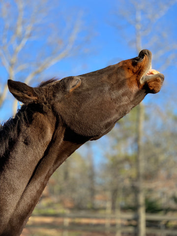 Horse sniffing air with his lip curled 