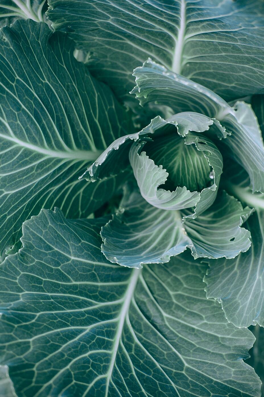 Cabbage for Gut Healing