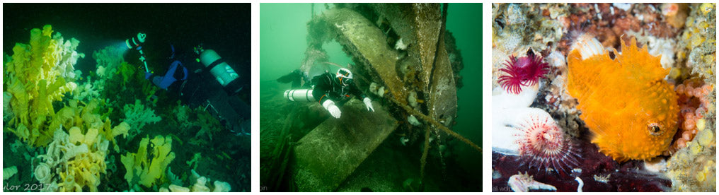 Howe Sound Marine Life