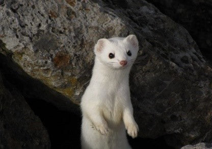 white ermine in stone cave setting