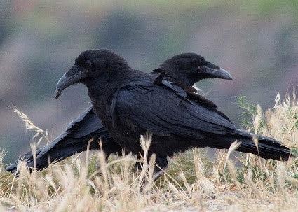 Black ravens on grass