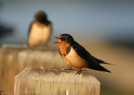 two swallows, each perched on a wooden post