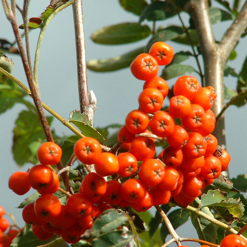 Native Irish Trees for Sale, Native Hedging, Whitethorn Hedge, whips