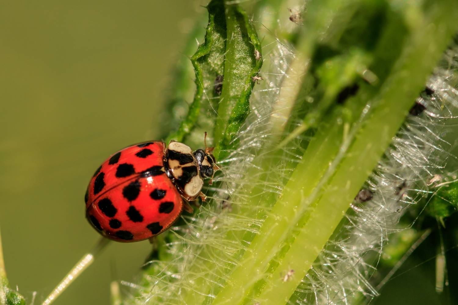 Are Ladybugs Good for Plants? – Humboldts Secret Supplies