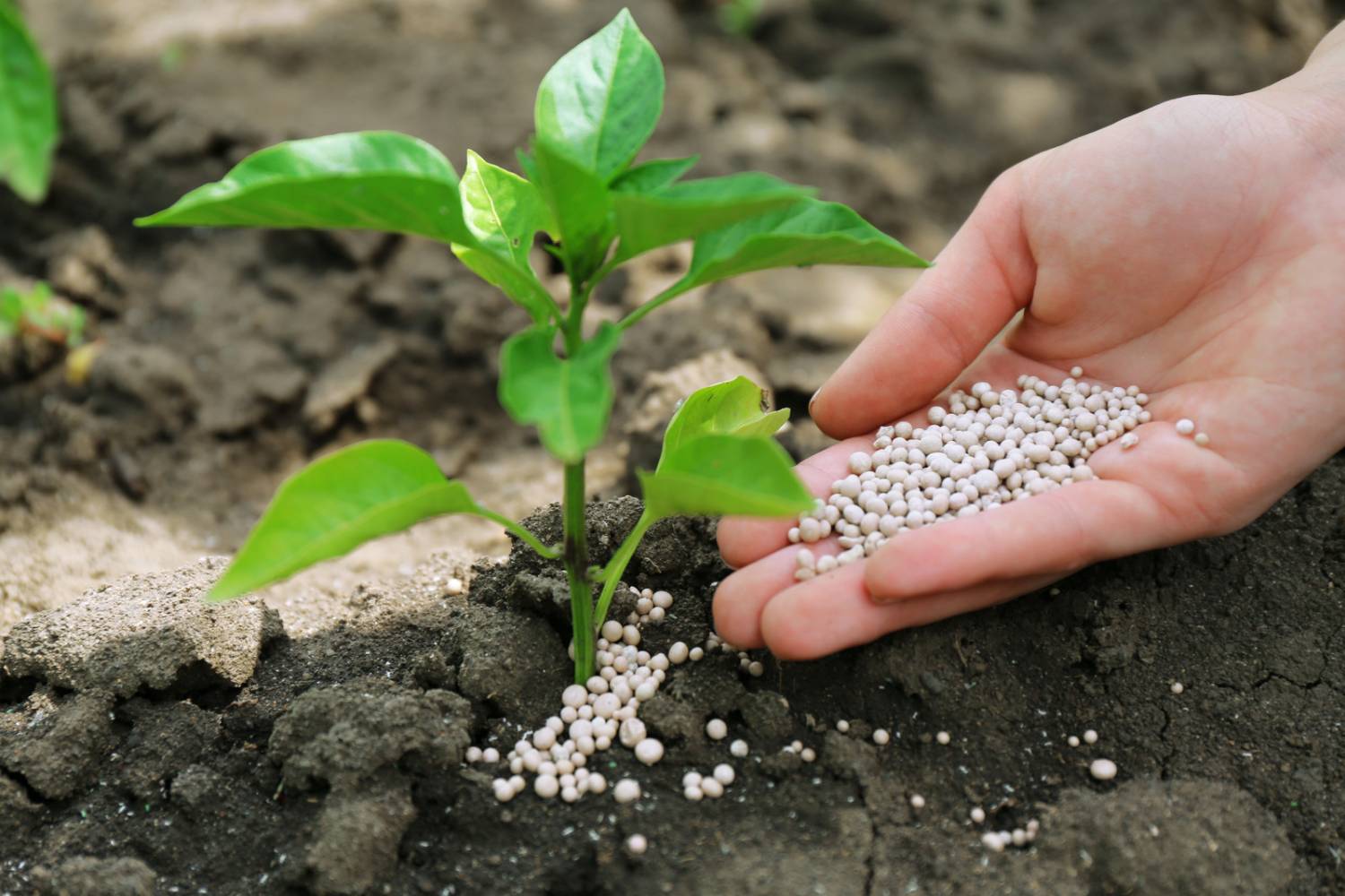 Understanding the Role of Magnesium (Mg) in Plant Nutrition