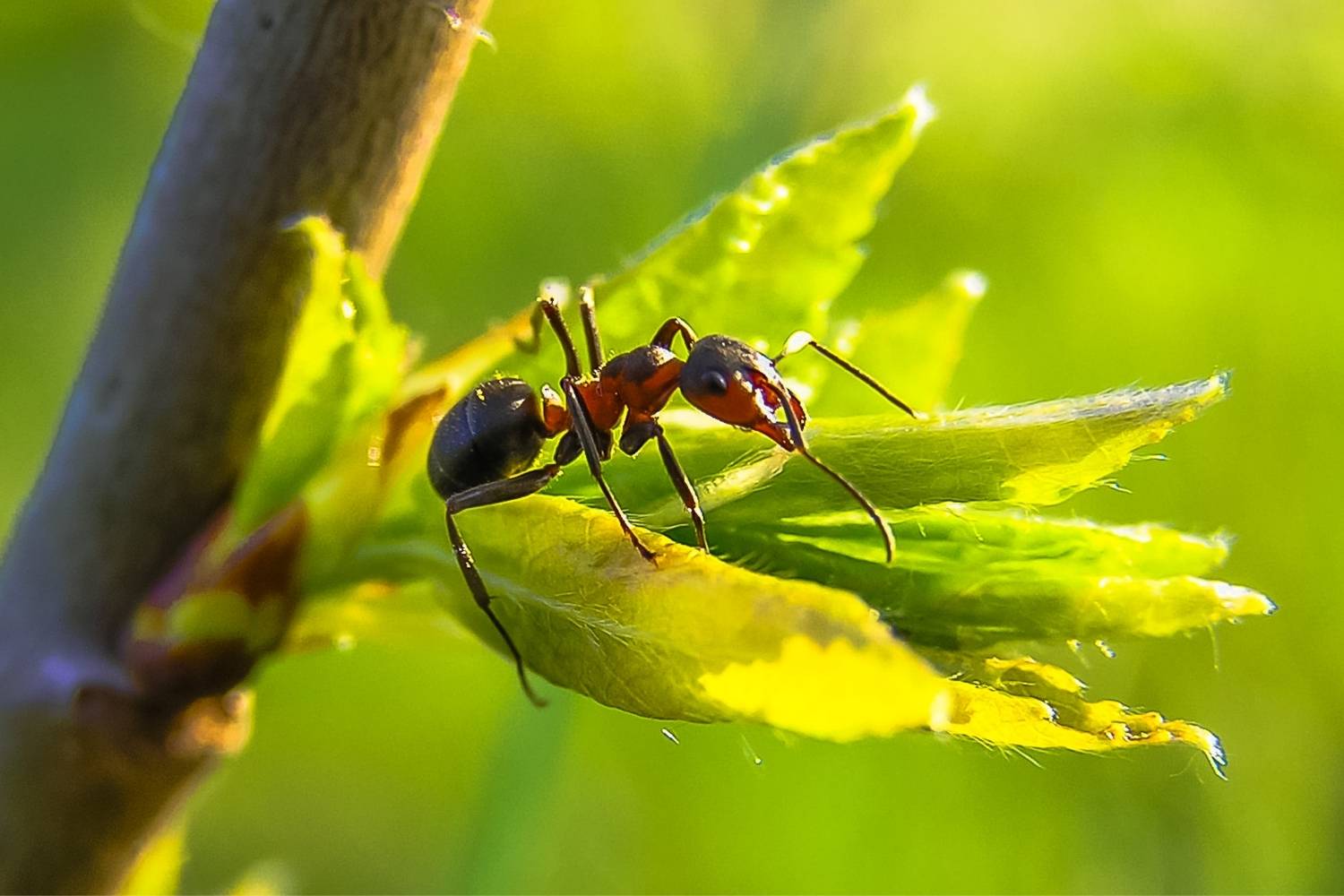 Natural Ways to Get Rid of Insects in Your Home