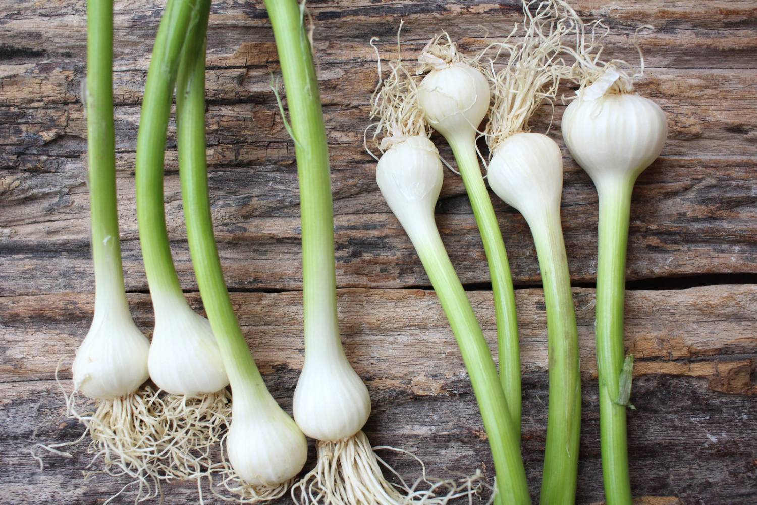 Planting garlic takes some planning ahead