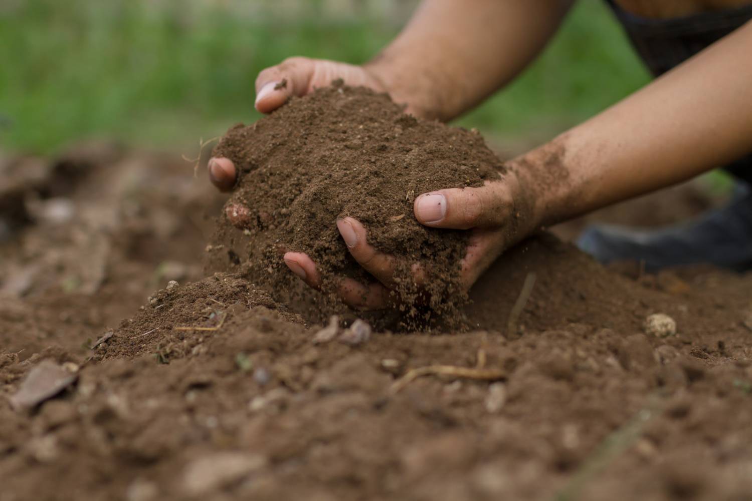 Alfalfa Meal as a Source of Organic Matter for Soil