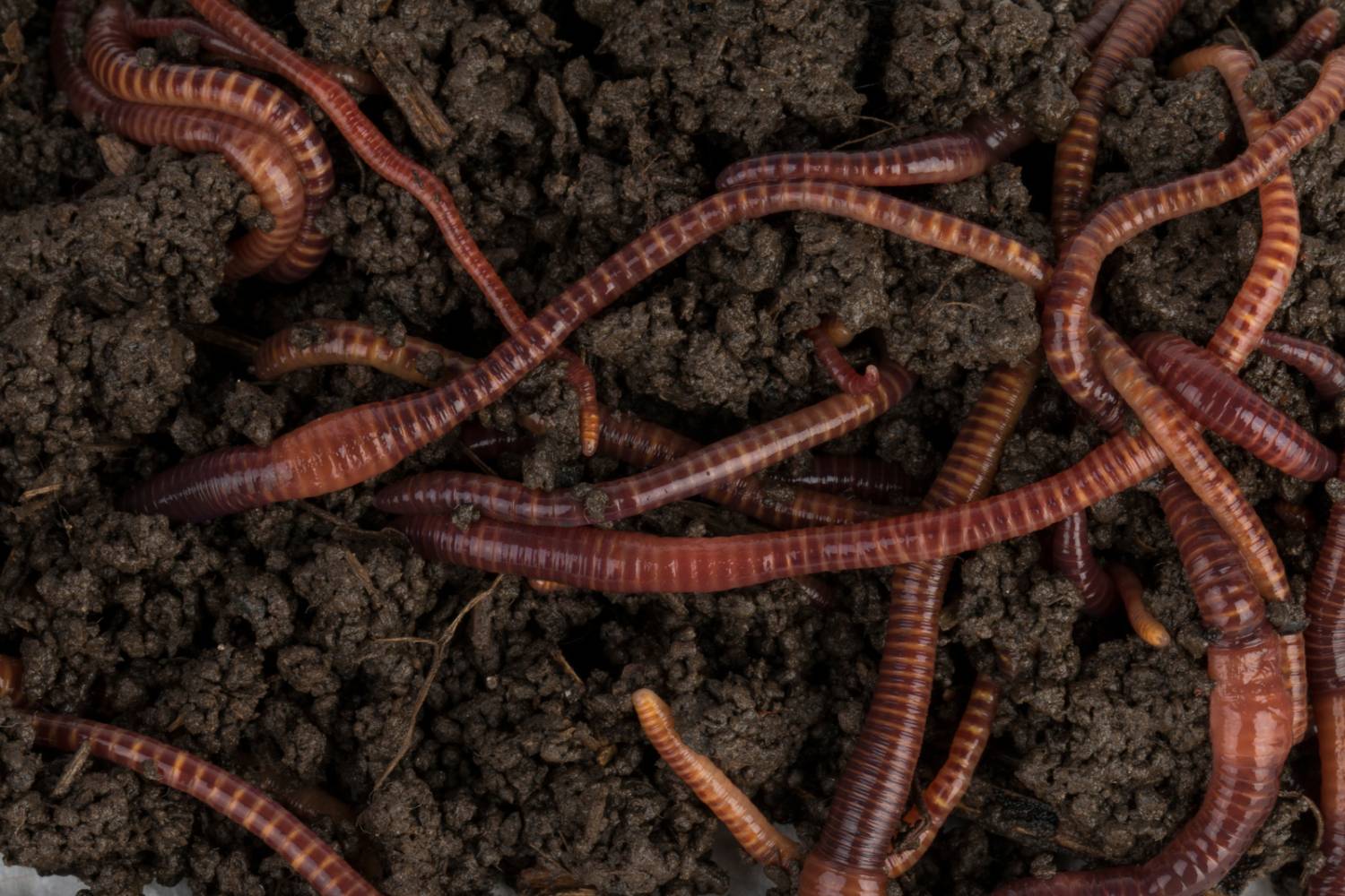 Types of Garden Worms – Humboldts Secret Supplies