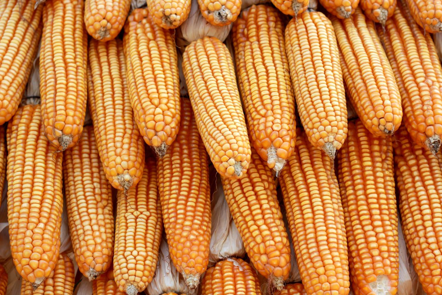 When to Pick Corn: The Perfect Time to Harvest – Humboldts Secret Supplies