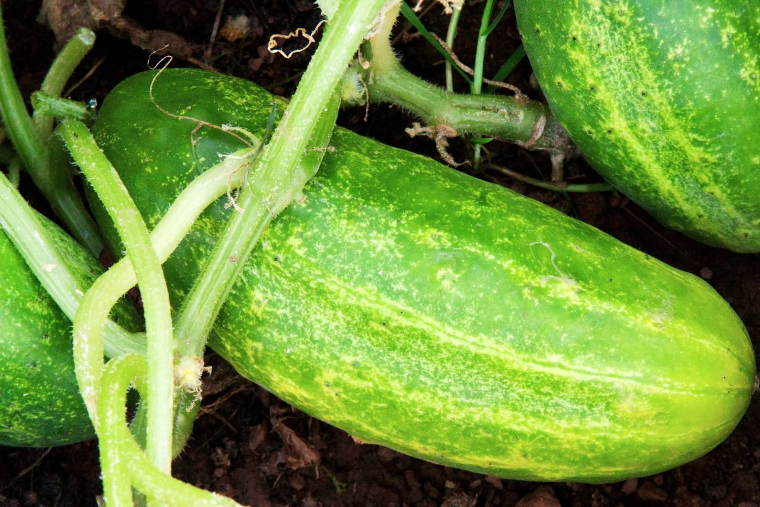 wife tied table cucumber