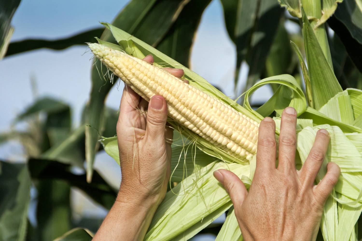 When to Pick Corn: The Perfect Time to Harvest – Humboldts Secret