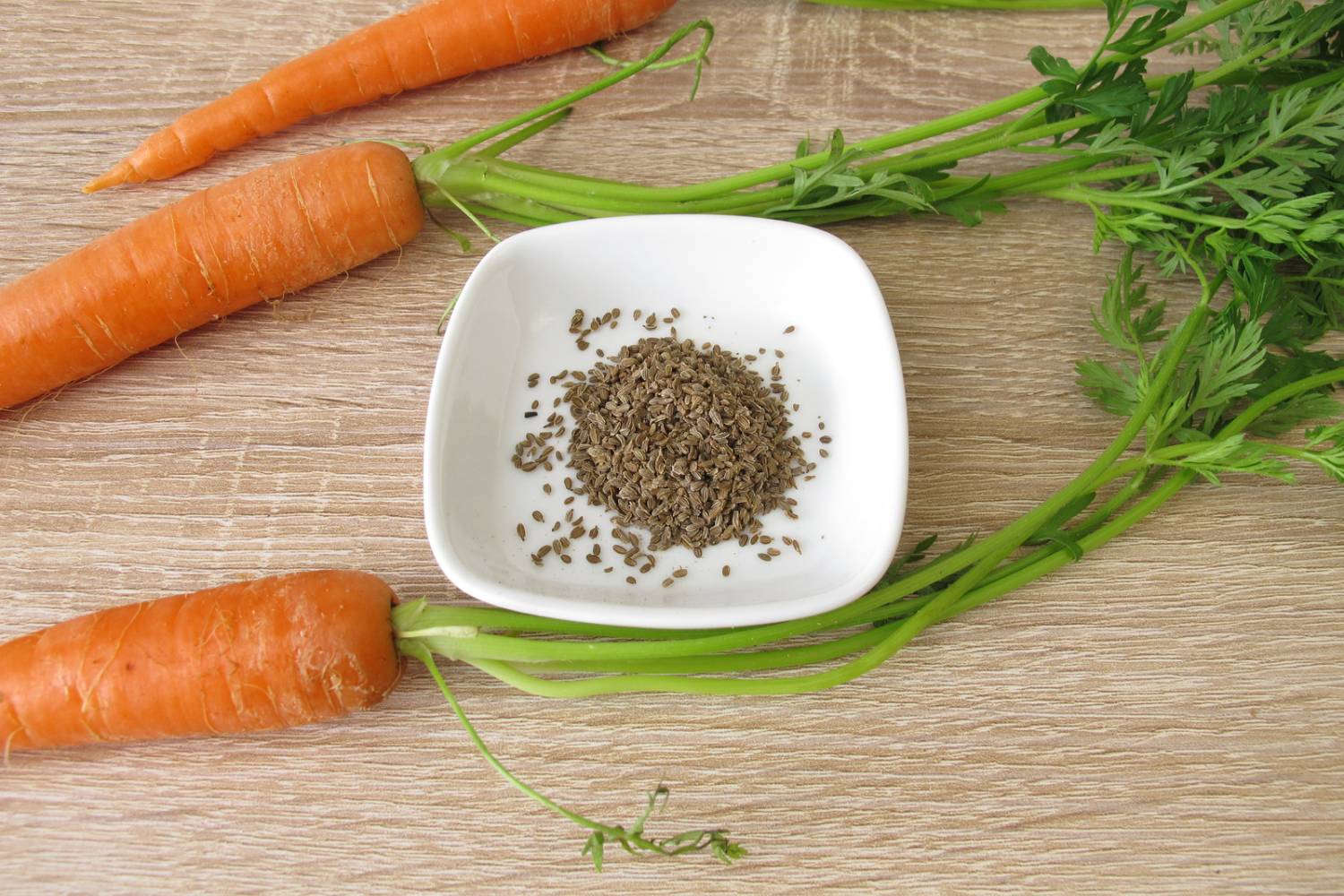 How to Harvest Carrot Seeds – Humboldts Secret Supplies