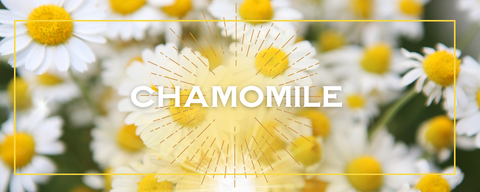 Chamomile