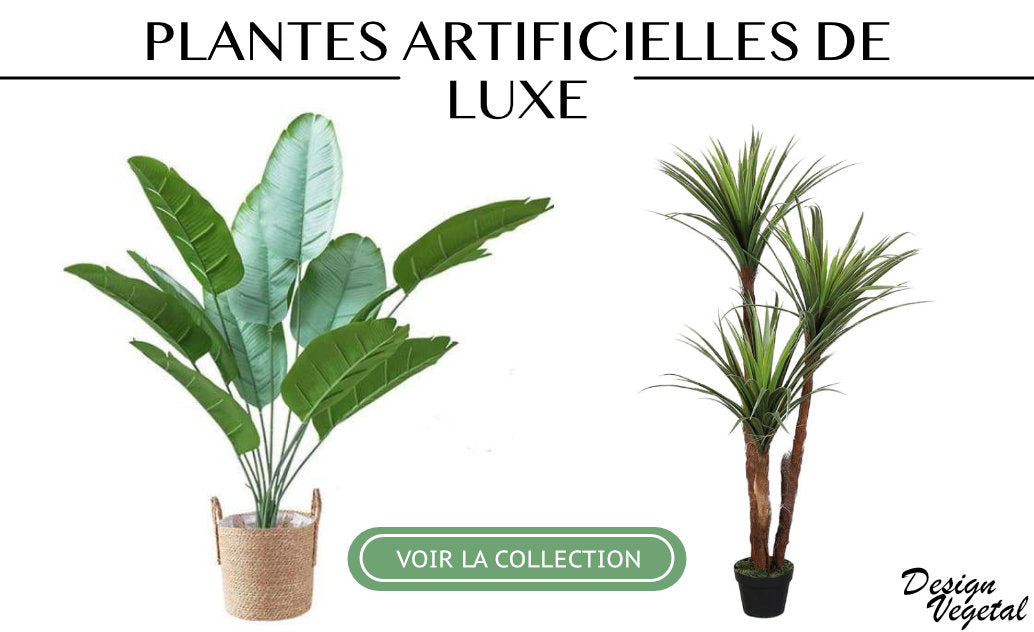 collection de fausse plante