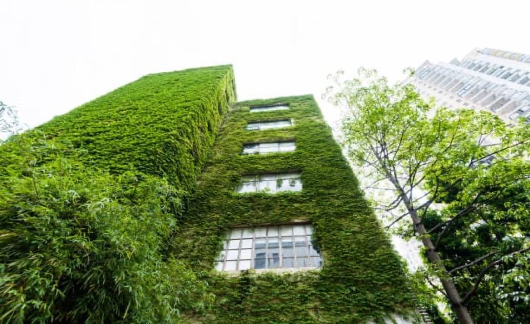 façade de mur végétal en ville