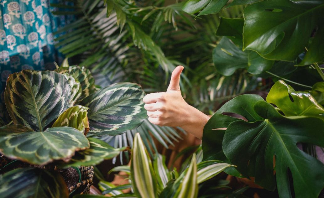 jardin d'intérieur avec plante