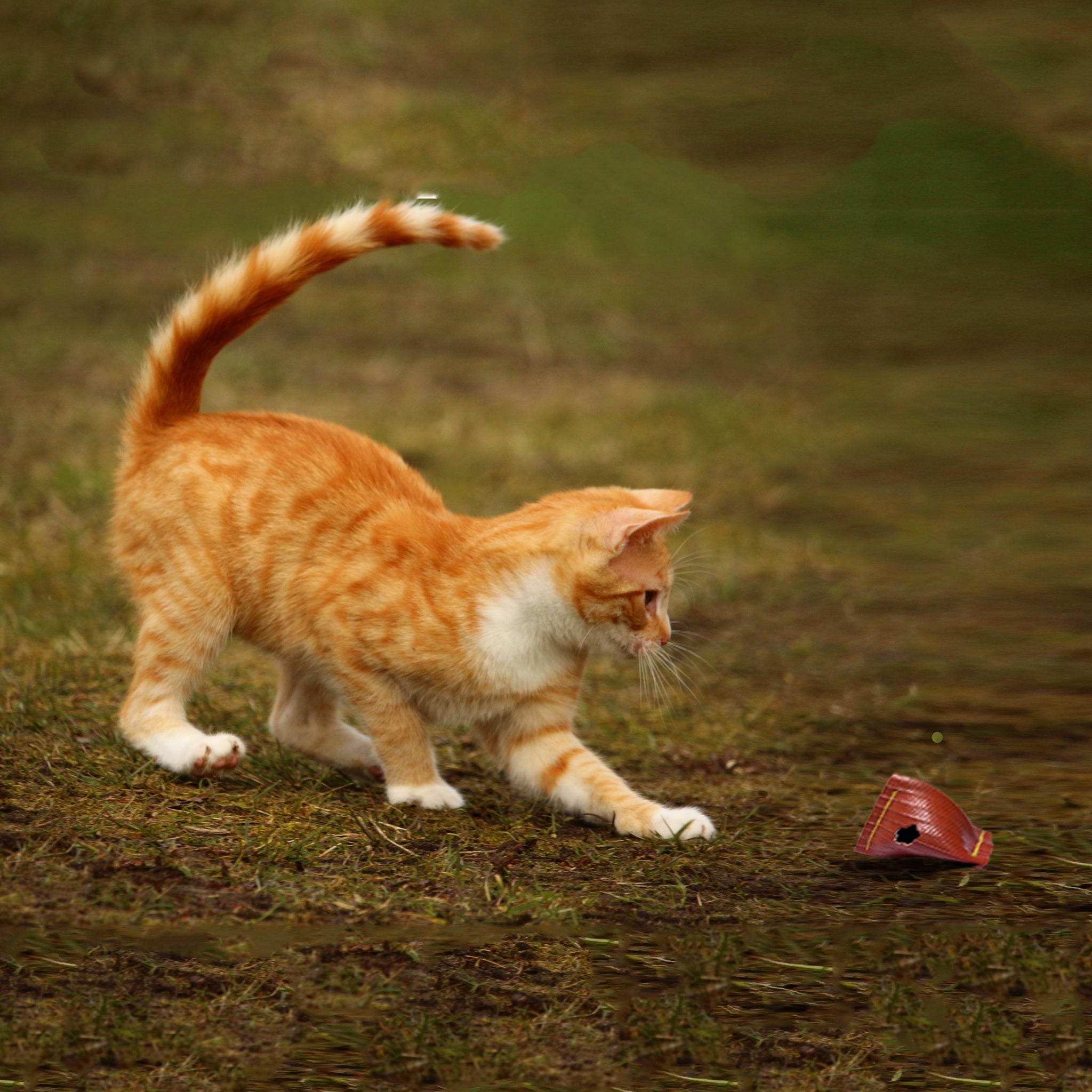 Говорите рыжего кота. Рыжий кот. Рыжий котик. Бело рыжая кошка. Кошка играет.