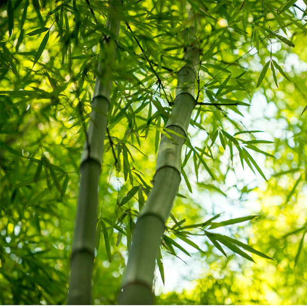 natural bamboo material