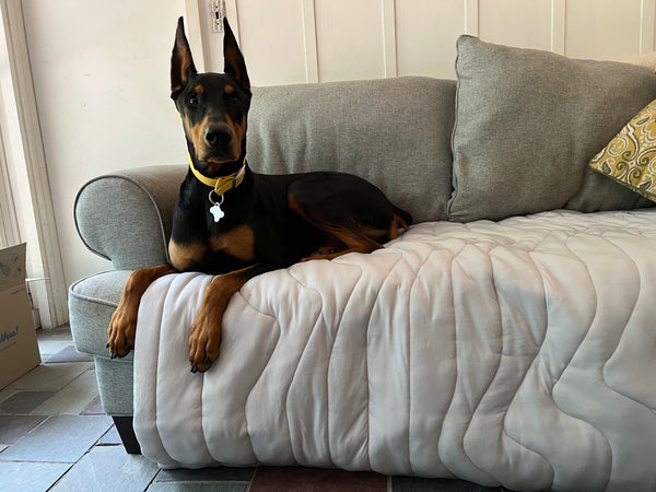 a dog on the pet mat