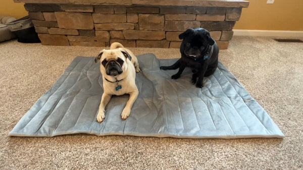 Two dogs lie on the cooling pet mat