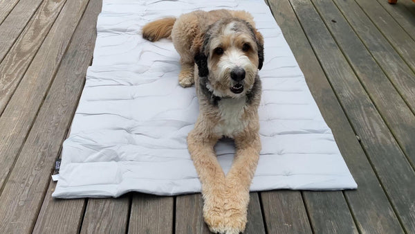 A dog on the cooling pet mat