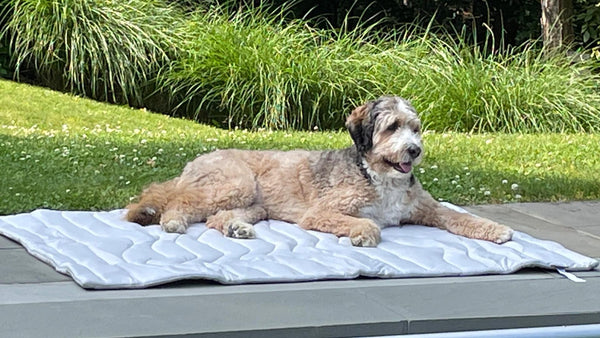 A dog on the cooling pet mat