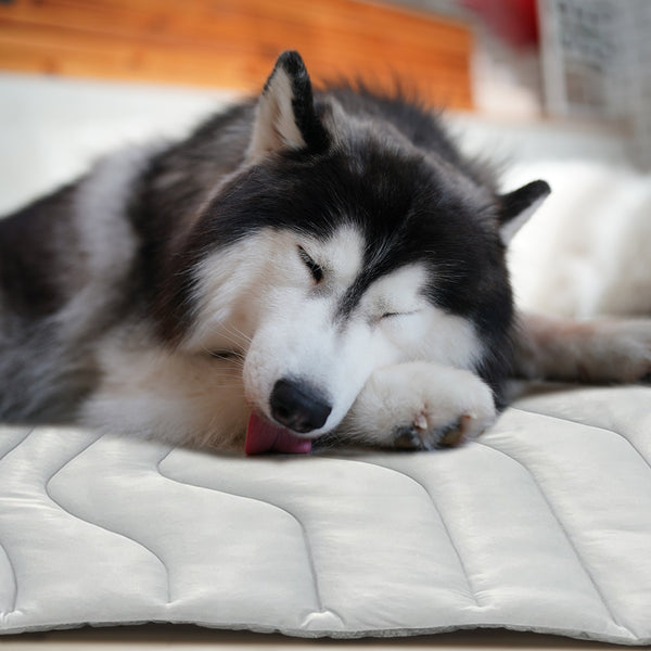 dog sleep on a cooling pet mat