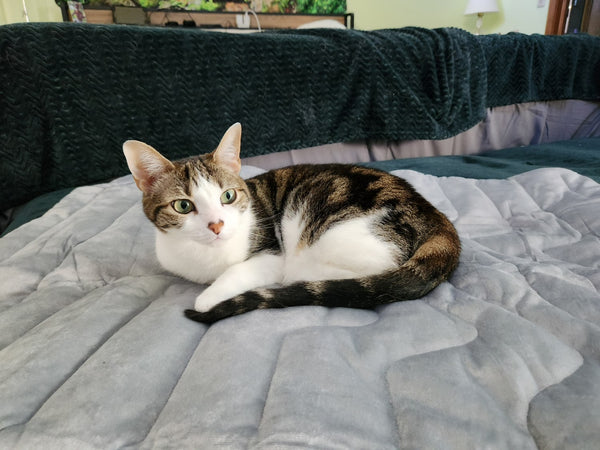 cat lying on a cooling pet mat