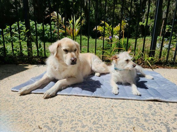 dogs lying on a cooling mat