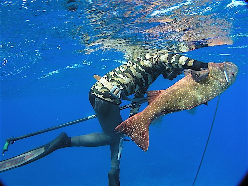 Fusion Freedive and Spearfishing
