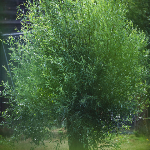 Salix Alba