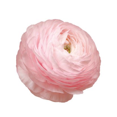 Ranunculus Elegance® Rosa - Renoncule italienne – Tuinkabouter Chrisje