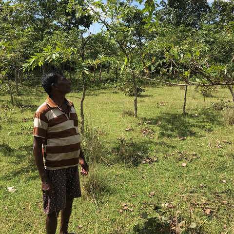 Farmer caring for the Tasar silkworm on regenerated farmland in Jharkhand, India